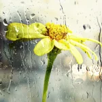 Doa Daripada Hadith Berkenaan Hujan